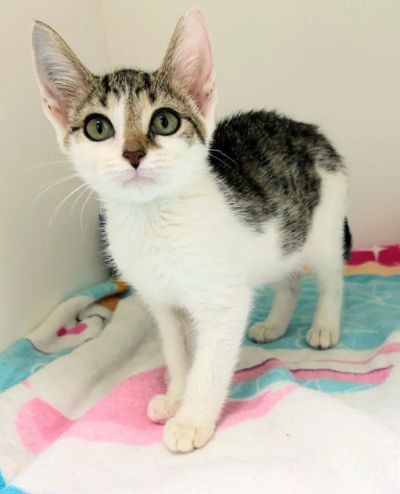A baby medium-sized male Domestic Short Hair cat named Levee for adoption in Bryant, AR