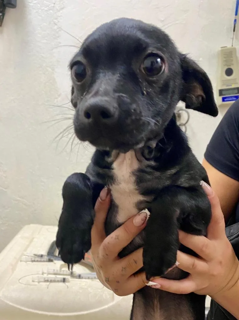 A baby small-sized male Chihuahua dog named Mac for adoption in Chico, CA