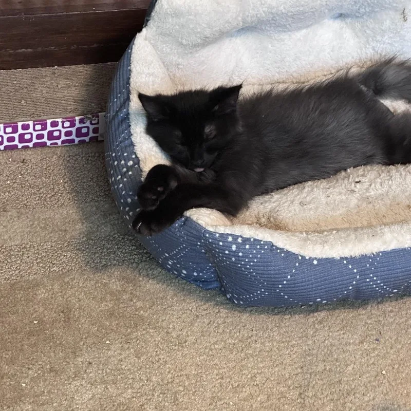A baby small-sized male Domestic Medium Hair cat named Puddin' Pop for adoption in Salisbury, MA