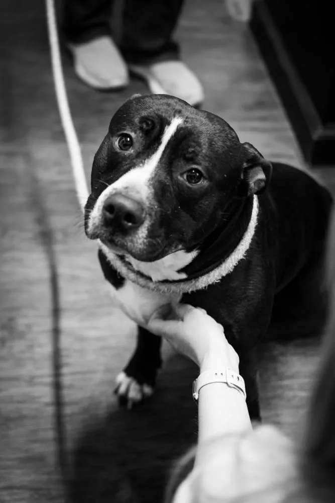 An adult large-sized male Tricolor (Brown, Black, & White) Pit Bull Terrier dog named Parker for adoption in Frankfort, NY