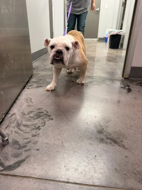 An adult medium-sized female English Bulldog dog named Sweetie Pie for adoption in Richland Hills, TX