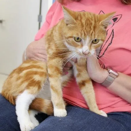 An adult medium-sized male Orange / Red Domestic Short Hair cat named Huey for adoption in Birmingham, AL