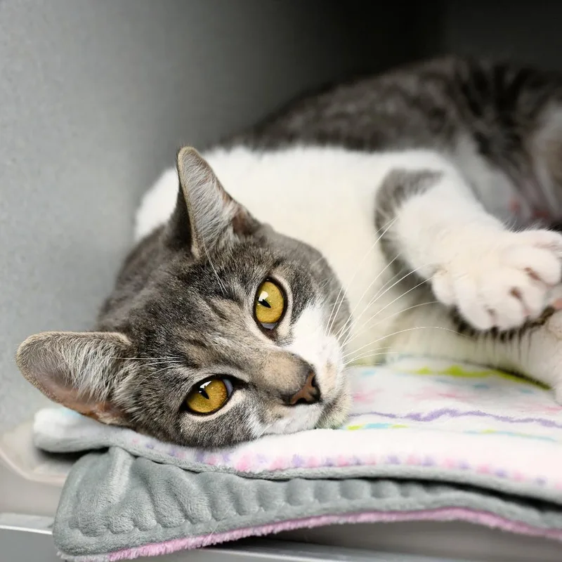 A young medium-sized female Domestic Short Hair cat named Mable for adoption in Shoreline, WA