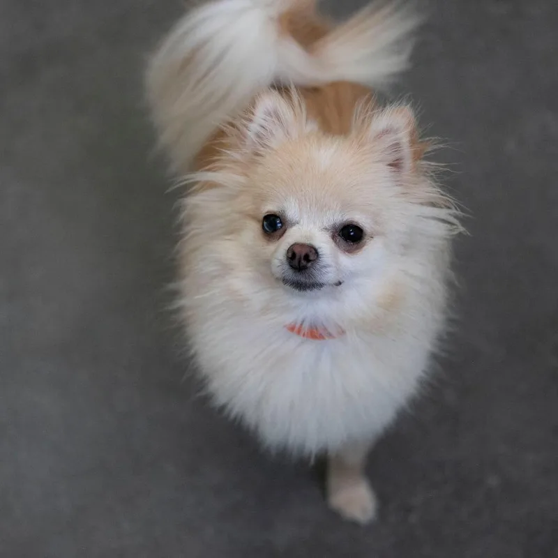 Prissy