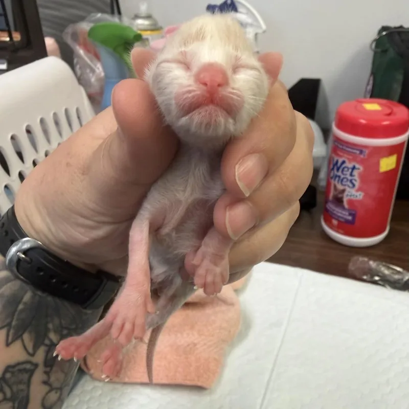 A baby small-sized male Buff / Tan / Fawn Domestic Short Hair cat named Engelbert for adoption in Marion, VA