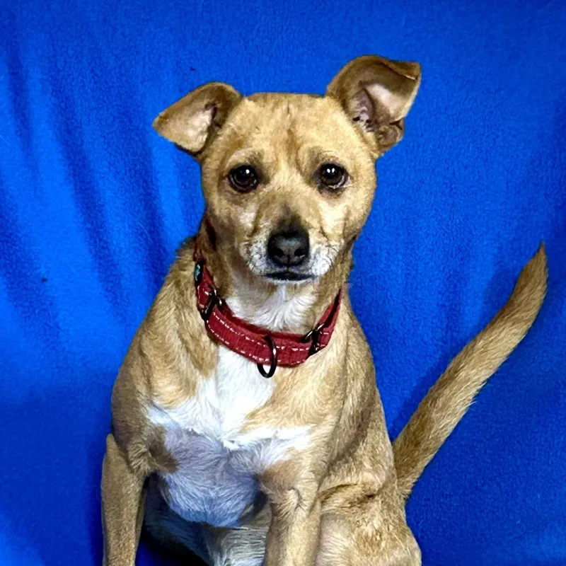 An adult small-sized male Chihuahua dog named Loki for adoption in Rockville, MD