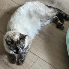 A young medium-sized female Buff / Tan / Fawn Domestic Short Hair cat named Aritzia for adoption in Buffalo, MN