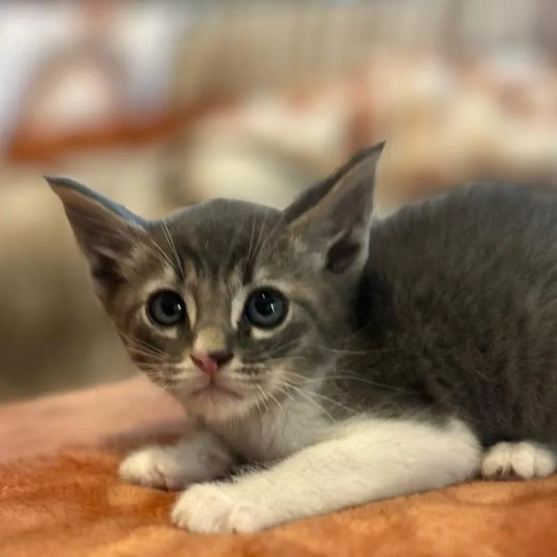 A baby small-sized male Gray / Blue / Silver Domestic Short Hair cat named Gremlin for adoption in Westminster, CA