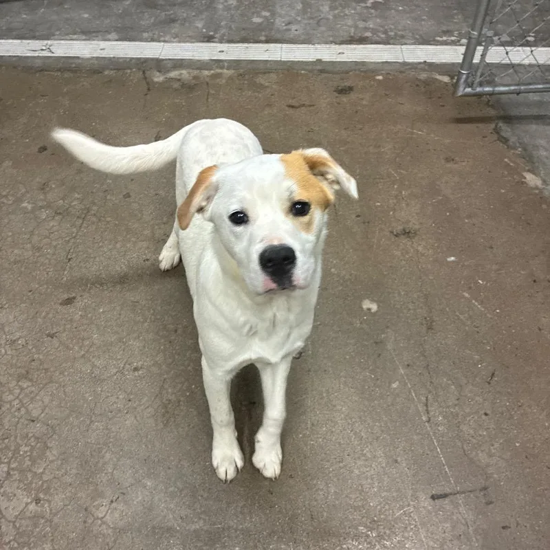 A young small-sized male White / Cream Mixed Breed dog named Jennings for adoption in Corbin, KY