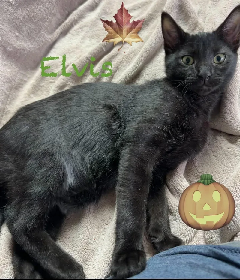 Elvis thumbnail 2