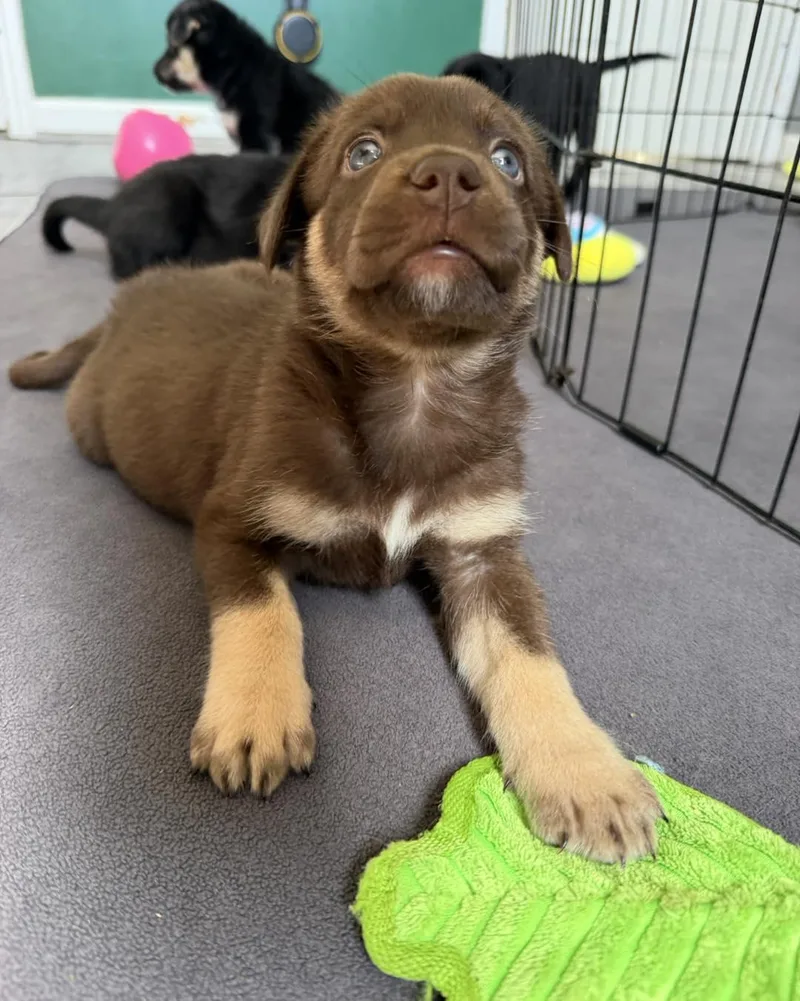 A young medium-sized male Bicolor German Shepherd Dog dog named Atom for adoption in Grafton, MA