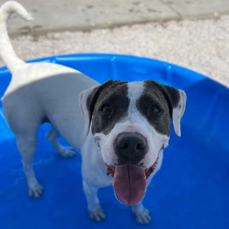 An adult medium-sized female White / Cream Pit Bull Terrier dog named Mabel for adoption in St. Peters, MO