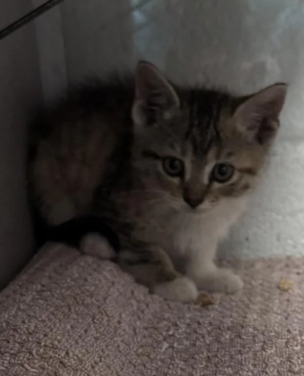 A baby medium-sized female Domestic Short Hair cat named Aria for adoption in Salt Lake City, UT