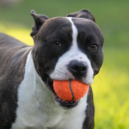 Dozer