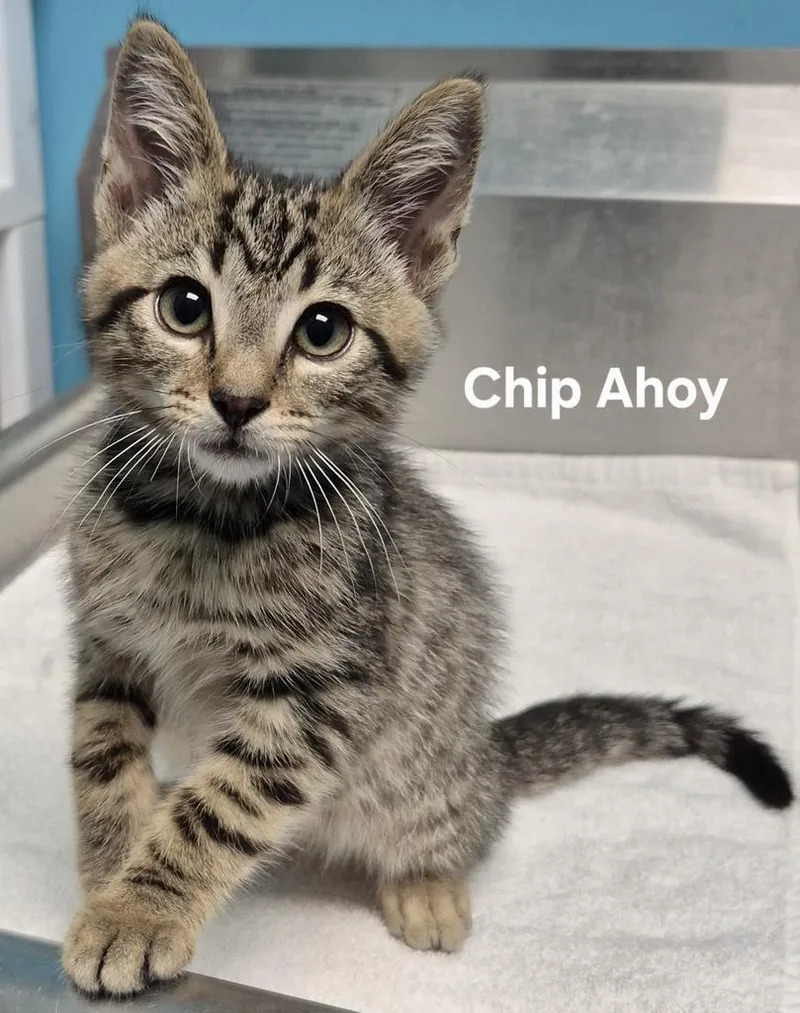 A baby medium-sized male Domestic Short Hair cat named Chips Ahoy for adoption in Kendallville, IN