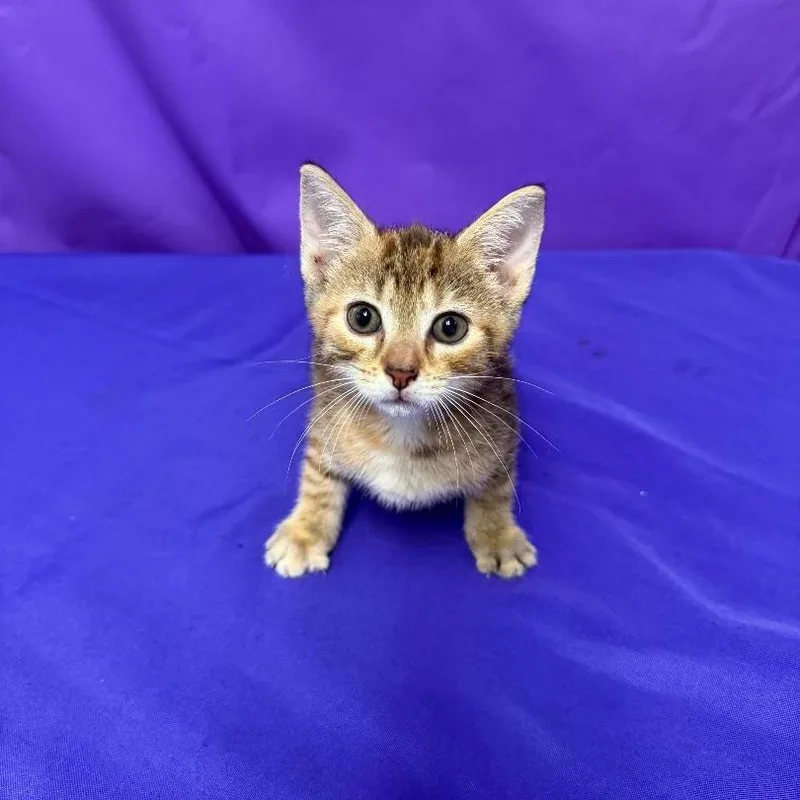 A baby small-sized female Brown / Chocolate Domestic Short Hair cat named Sweetness for adoption in North Myrtle Beach, SC