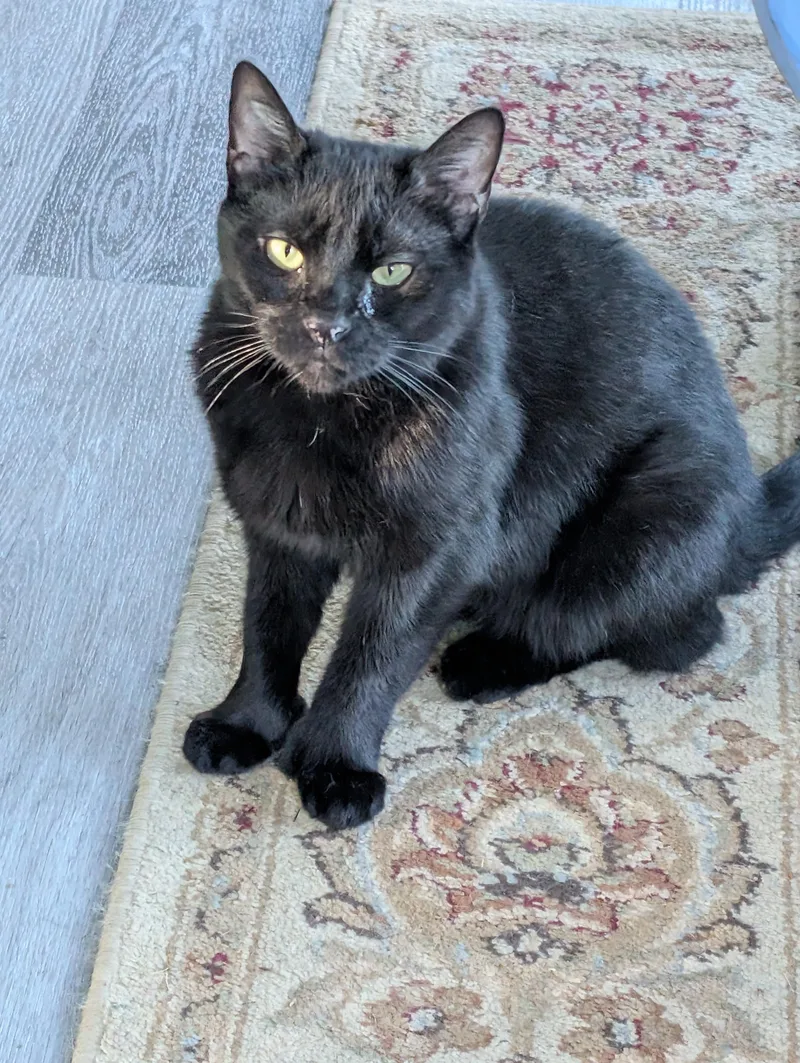 An adult medium-sized female Bombay cat named Polly for adoption in Cedars, PA