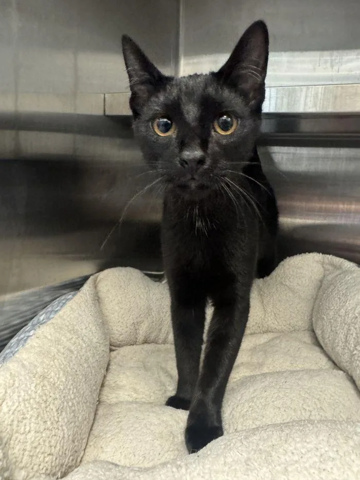A young small-sized male Black Domestic Short Hair cat named Pepper for adoption in Hilton Head Island, SC