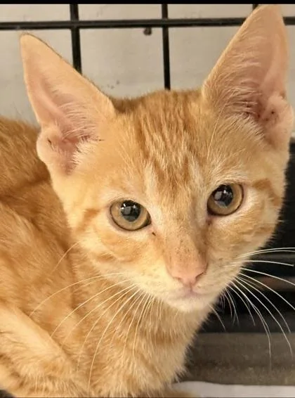 A baby small-sized male Domestic Short Hair cat named Kimchi for adoption in Houston, TX
