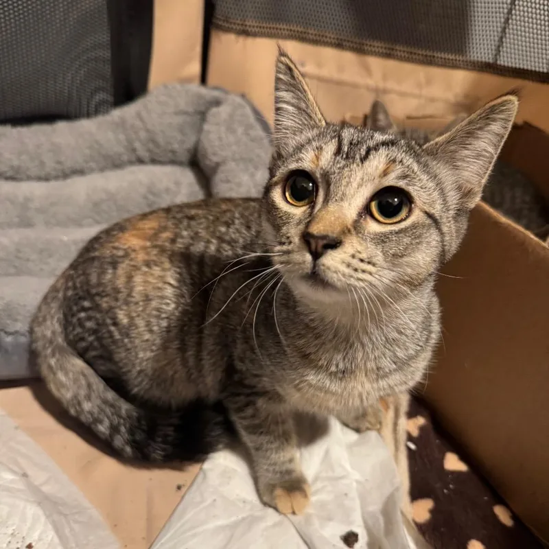 A young small-sized female Brown / Chocolate Domestic Short Hair cat named Shelly for adoption in North Branford, CT