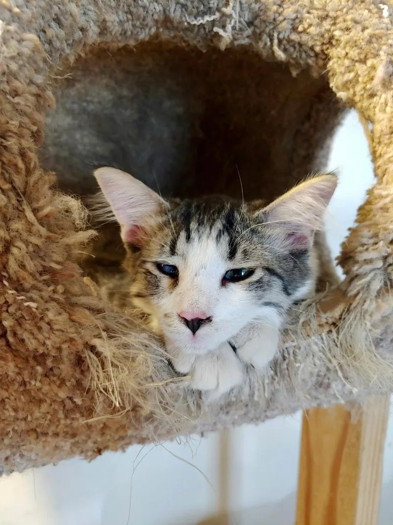 A baby medium-sized female White Domestic Short Hair cat named Flora for adoption in Pasco, WA