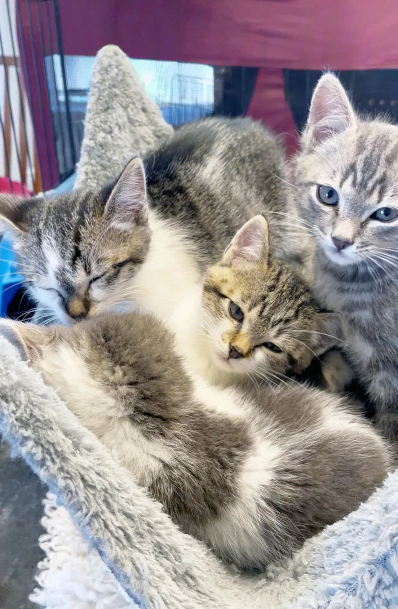 A baby medium-sized male Tabby cat named Cloudy for adoption in Alameda, CA