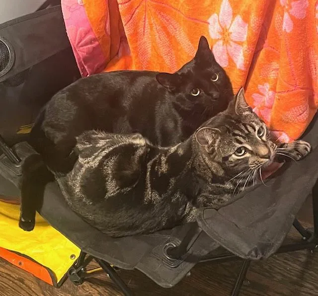 A young medium-sized male Black Domestic Short Hair cat named Diego & Botticelli for adoption in New York, NY