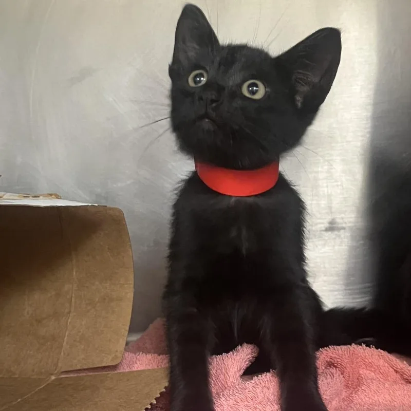 A baby small-sized male Black Domestic Short Hair cat named Iris for adoption in Newark, NJ
