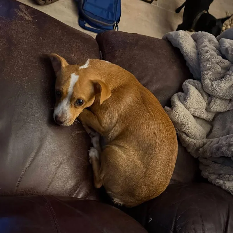 Penny thumbnail 2