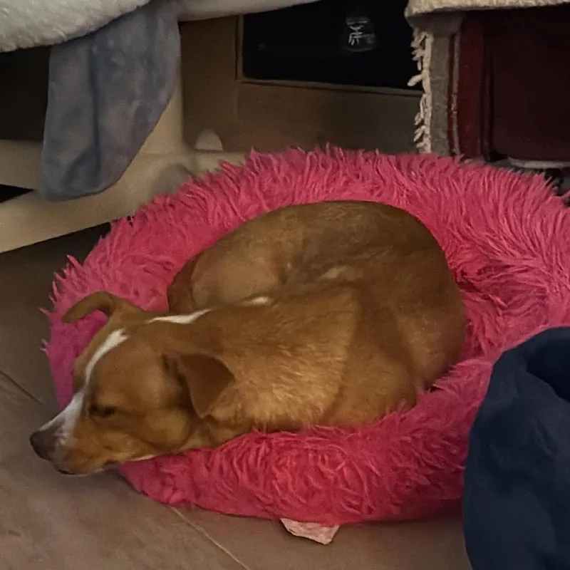 Penny thumbnail 4