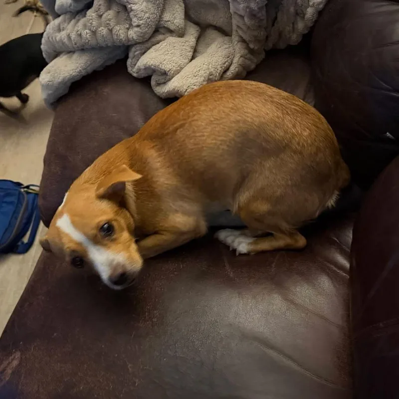 Penny thumbnail 6
