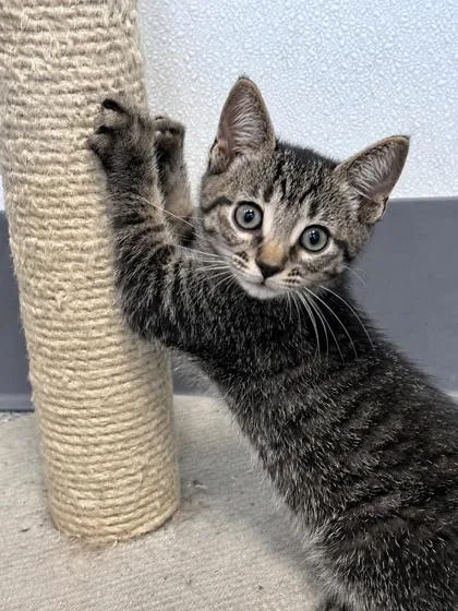 A baby medium-sized male Black Domestic Medium Hair cat named Wilbur for adoption in Tinley Park, IL