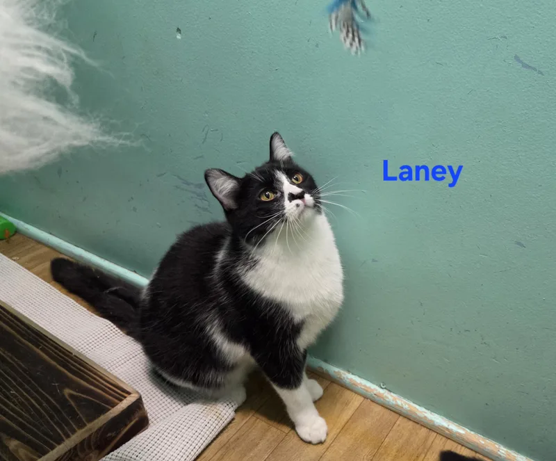 Laney thumbnail 4