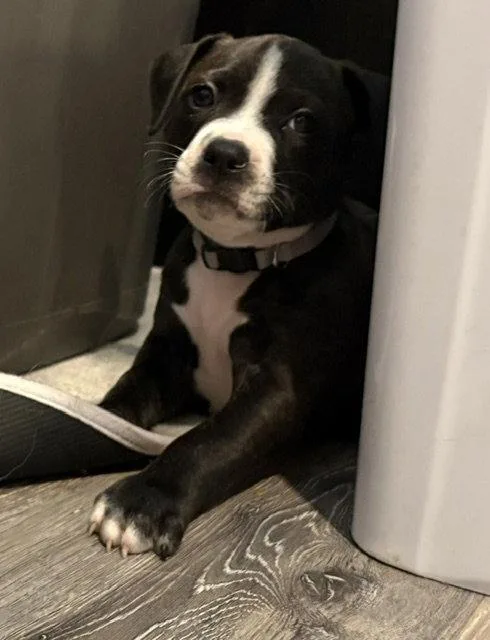 A baby medium-sized female Pit Bull Terrier dog named Musical for adoption in Newport, KY