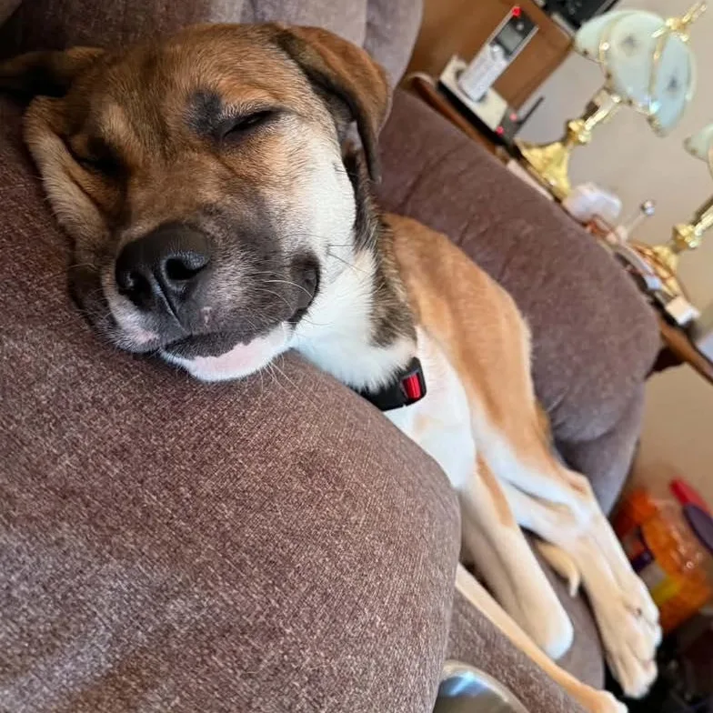 An adult medium-sized female Shepherd dog named Charlene for adoption in Racine, WI