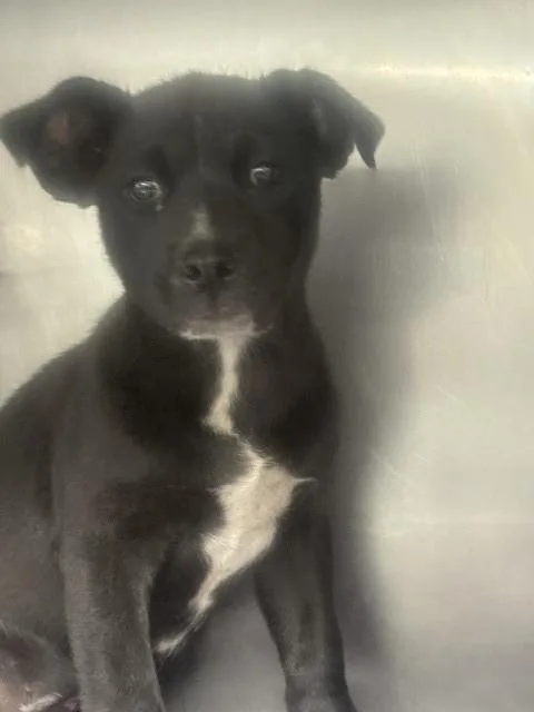 A baby small-sized female German Shepherd Dog dog named Sza for adoption in San Bernardino, CA