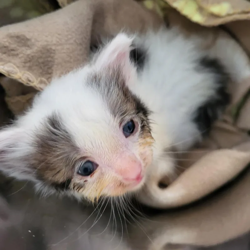 A baby small-sized female Domestic Short Hair cat named Providence for adoption in Las Vegas, NV