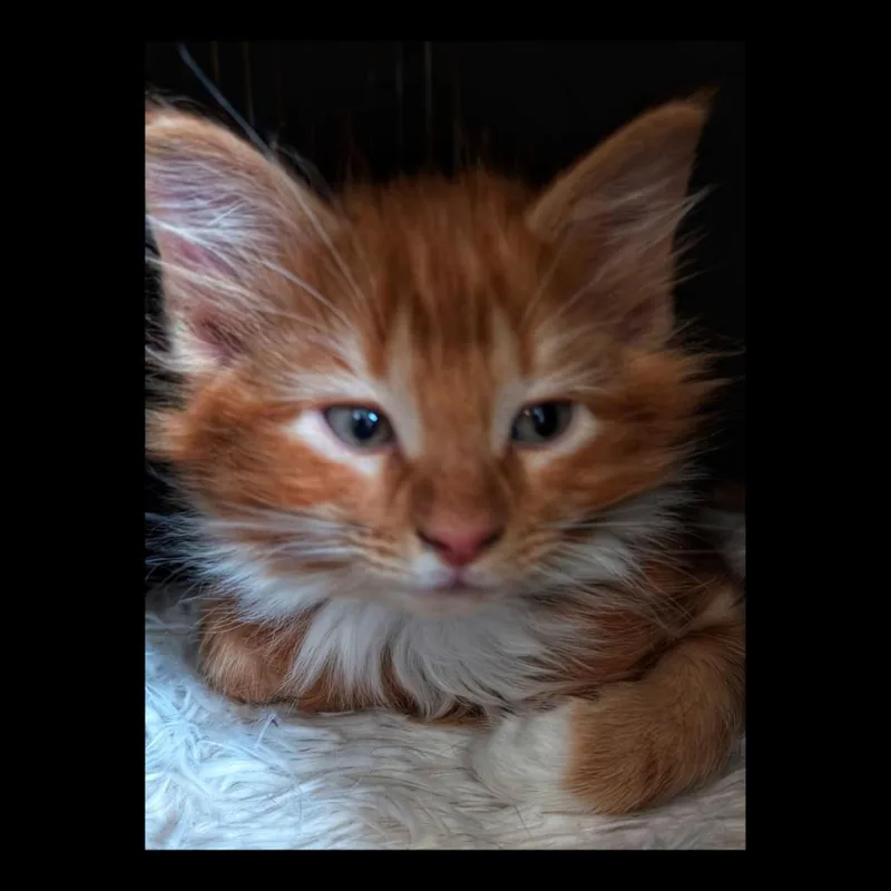 A baby small-sized male Orange / Red Domestic Long Hair cat named Bailey for adoption in Lexington, KY