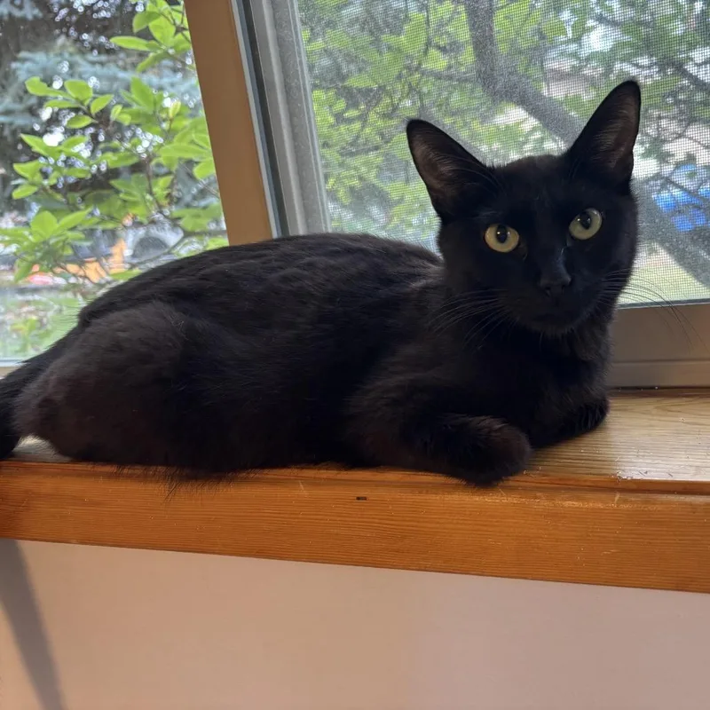 A young medium-sized female Domestic Short Hair cat named Fifa for adoption in Spokane, WA