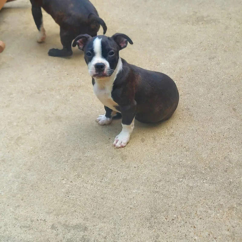 A baby medium-sized male Boston Terrier dog named Frankie Footsie for adoption in Wakefield, RI