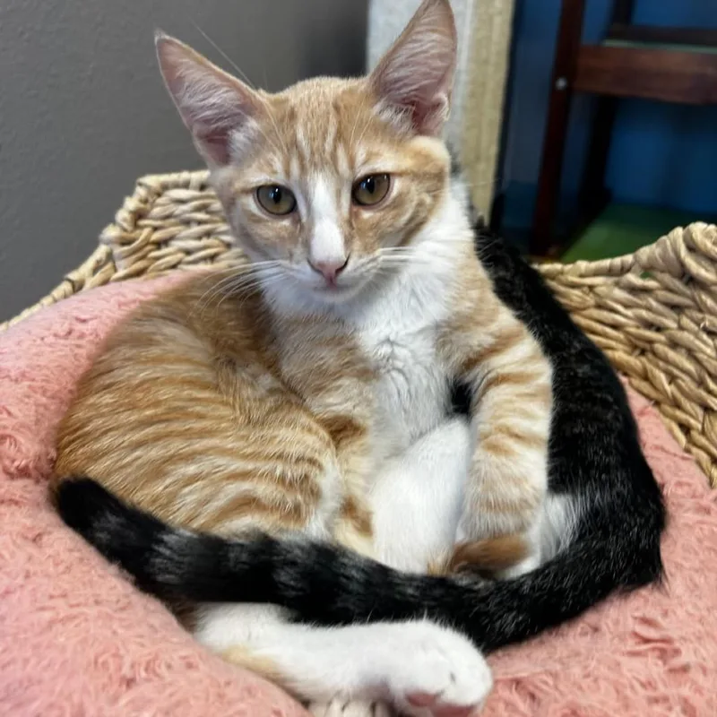 A baby small-sized male Buff / Tan / Fawn Domestic Short Hair cat named Sweet & Crisp for adoption in Westminster, CA