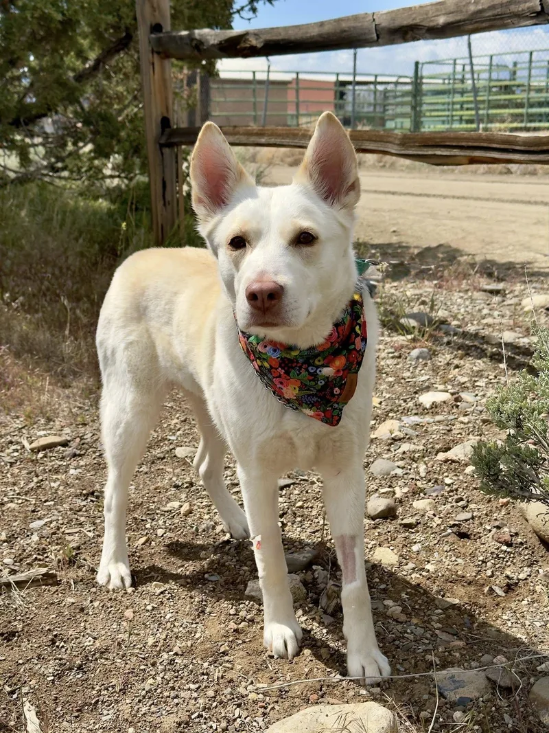An adult medium-sized female White / Cream Husky dog named Luna for adoption in Gardnerville, NV