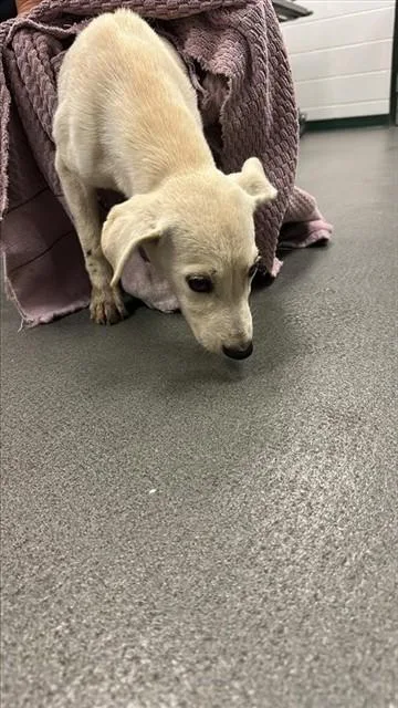 A baby small-sized female Labrador Retriever dog named Snowball for adoption in Corpus Christi, TX