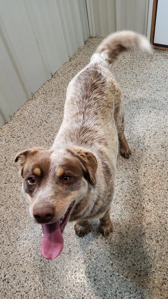 A young medium-sized female Mixed Breed dog named Stray for adoption in Medford, WI