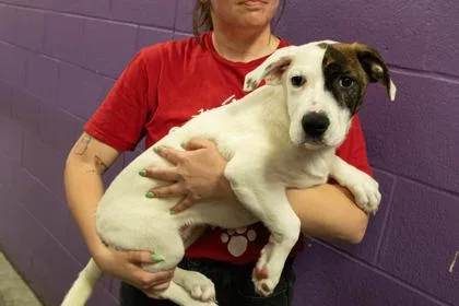 A young large-sized female Pointer dog named Zuri for adoption in Kansas City, MO