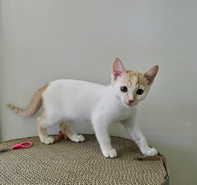 A baby medium-sized female Domestic Short Hair cat named Yuzu for adoption in Buford, GA