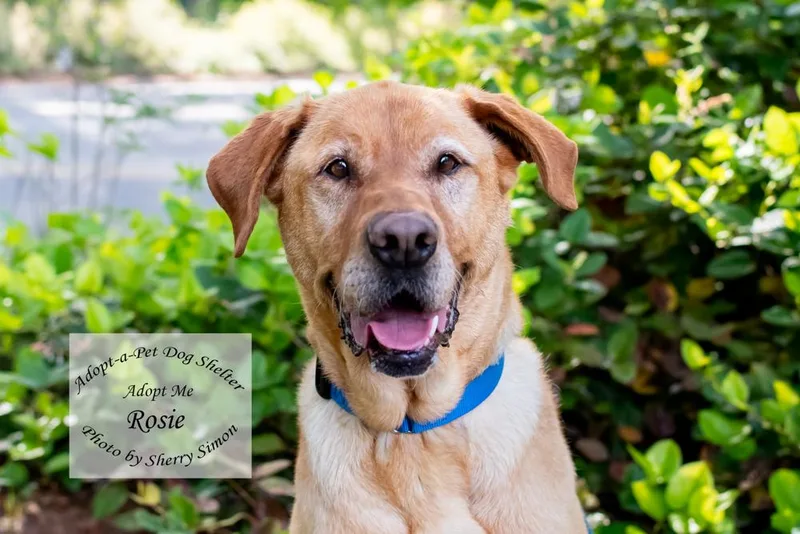 Rosie thumbnail 3