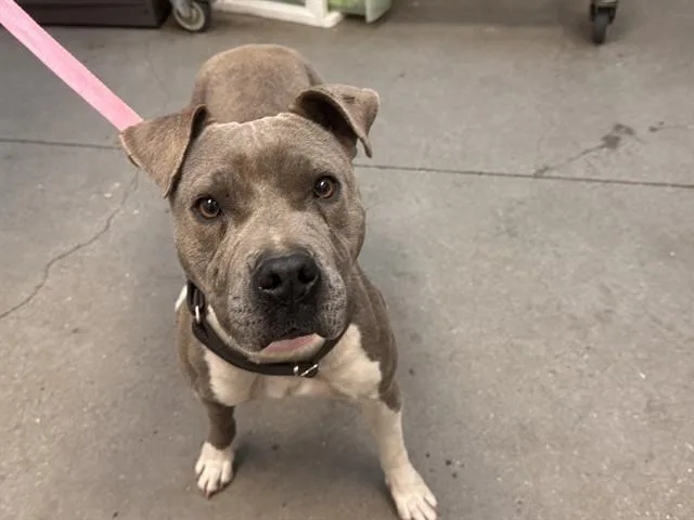 A young large-sized female Staffordshire Bull Terrier dog named Nova for adoption in Tucson, AZ