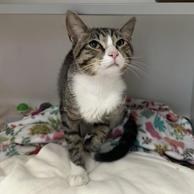 A young medium-sized male Brown / Chocolate Domestic Short Hair cat named Rumble for adoption in Jupiter, FL