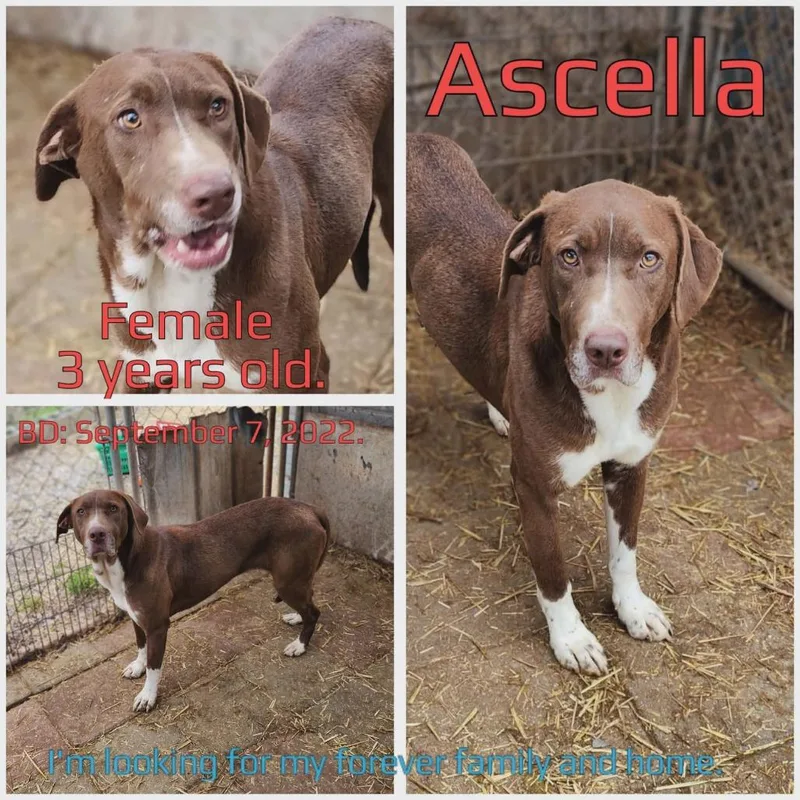 Ascella thumbnail 2
